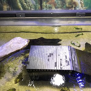 Diamondback terrapin and Loggerhead musk turtle exhibit