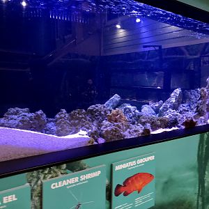 Small Coral reef tank