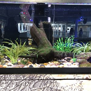 African clawed frog tank