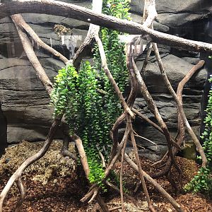 Smallwoods anole exhibit