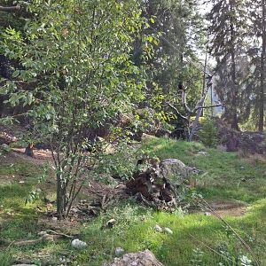 Rock & Forest tour - Owls & raven complex - North Eurasian raven (Corvus corax corax)