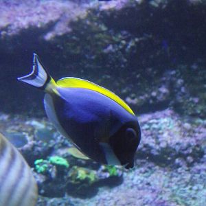 Blue Surgeonfish - Zooparc de Beauval - 11/2021