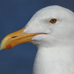 Western gull