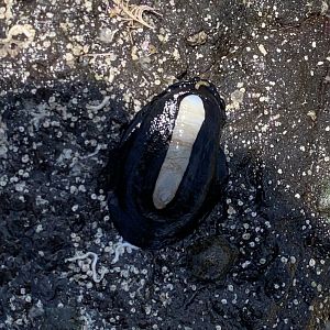 Elephant Snail (Scutus antipodes)