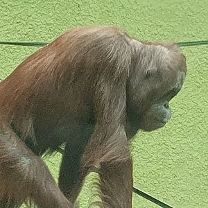 Bornean Orangutan 25/8/23