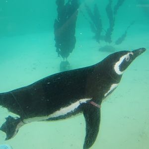 Magellenic Penguin 25/8/23