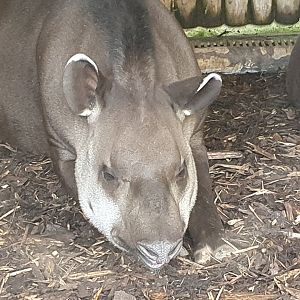 Lowland Tapir 25/8/23