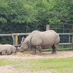 Greater-One Horned Rhino 8/7/23