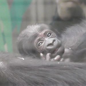 Week-old Western lowland gorilla