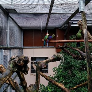 Volière Stansstad - Turacos