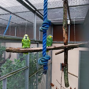 Volière Stansstad - Amazon parrots