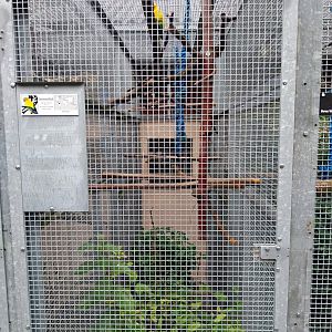 Volière Stansstad- Sun conure prison