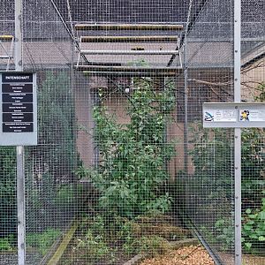 Volière Stansstad - Golden-breasted starling aviary