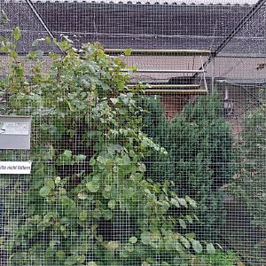 Volière Stansstad - Rose-ringed parakeet aviary