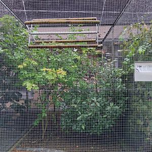 Volière Stansstad - Bali myna aviary