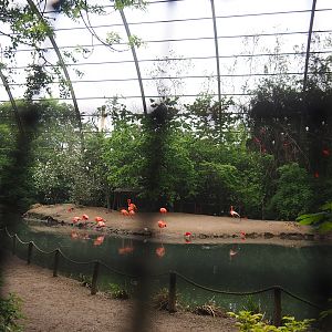 Cathedral aviary/Large walk-through aviary, 2023-05-15