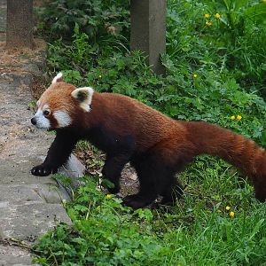 Nepalese red panda (Ailurus fulgens), 2023-05-15