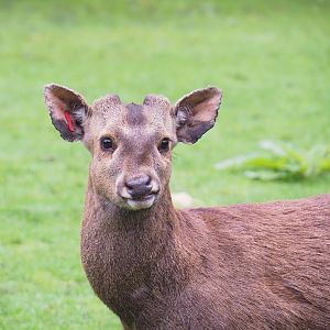 Common hog deer (Axis porcinus porcinus), 2023-05-15