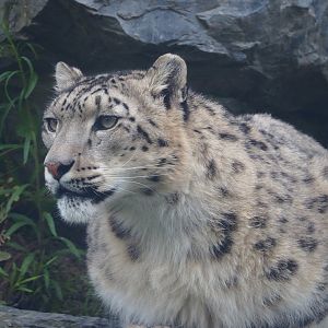 Snow leopard (Panthera uncia), 2023-05-16