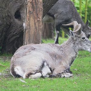 Bharal (Pseudois nayaur), 2023-05-15