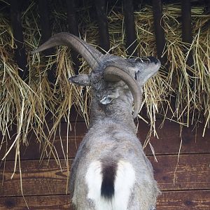 Bharal (Pseudois nayaur), 2023-05-16