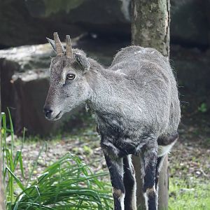 Bharal (Pseudois nayaur), 2023-05-16