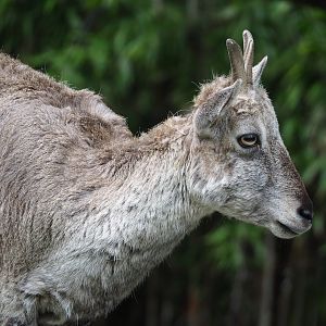 Bharal (Pseudois nayaur), 2023-05-16