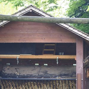 Binturong den above Bharal feeding area, 2023-05-16