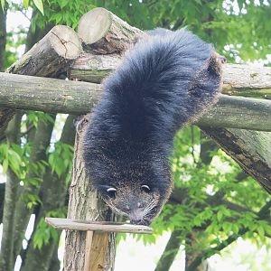 Binturong (Arctictis binturong), 2023-05-16
