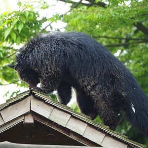 Binturong (Arctictis binturong), 2023-05-16