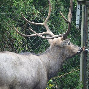 Pere David's deer (Elaphurus davidianus), 2023-05-15