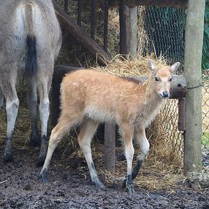 Pere David's deer (Elaphurus davidianus) dawn, 2023-05-15