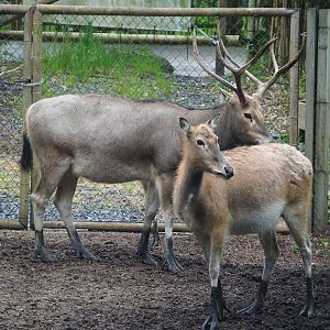 Pere David's deer (Elaphurus davidianus), 2023-05-15