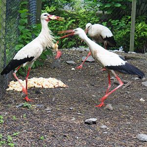 Breakfast for free-ranging European white  storks (Ciconia ciconia), 2023-05-15