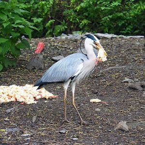 Breakfast for wild Grey heron (Ardea cinerea), 2023-05-15