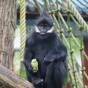 François' langur (Trachypithecus francoisi), 2023-05-15