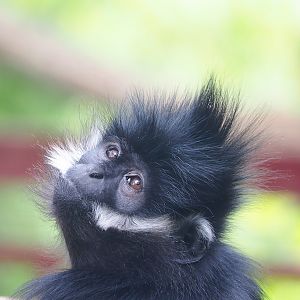 François' langur (Trachypithecus francoisi), 2023-05-16