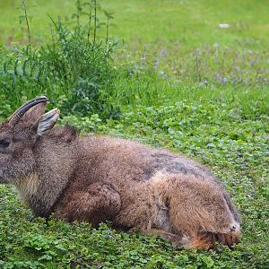 Central Chinese goral (Naemorhedus griseus arnouxianus), 2023-05-15