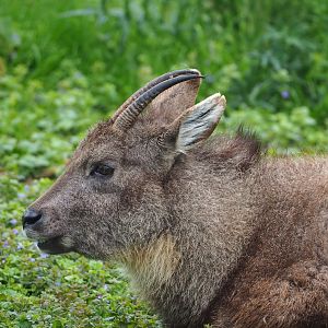 Central Chinese goral (Naemorhedus griseus arnouxianus), 2023-05-15