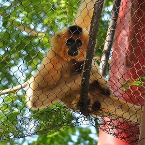 Southern Yellow-cheeked crested gibbon (Nomascus gabriellae), 2023-05-16