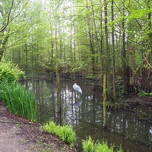 Sarus crane exhibit, 2023-05-15