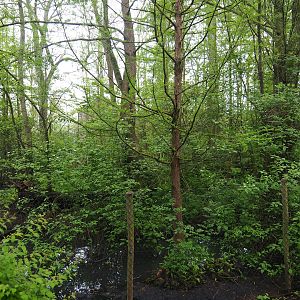 Sarus crane exhibit, 2023-05-15