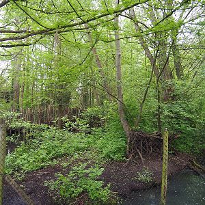 Sarus crane exhibit, 2023-05-15