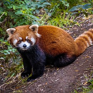Lucas the Red Panda