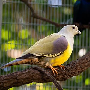 Bruce’s Green Pigeon