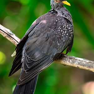 African Olive Pigeon
