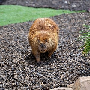 North American Beaver