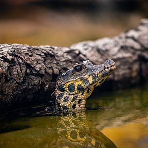 West African Dwarf Crocodile