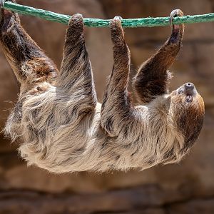 Linnaeus Two Toed Sloth