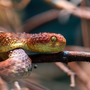 African Bush Viper